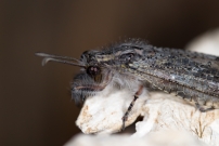 *(17230) Un Fourmilion (Neuroptre - Myrmeleontidae - Synclisis baetica)